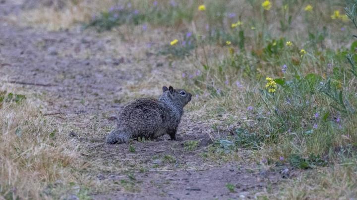 squirrel