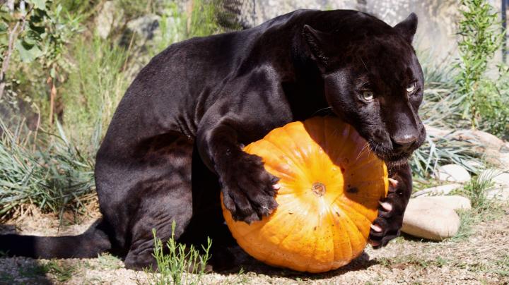 oc zoo Halloween jaguar