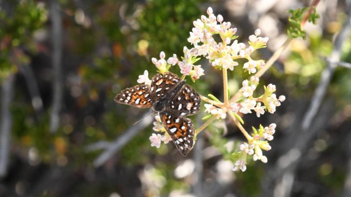 butterfly