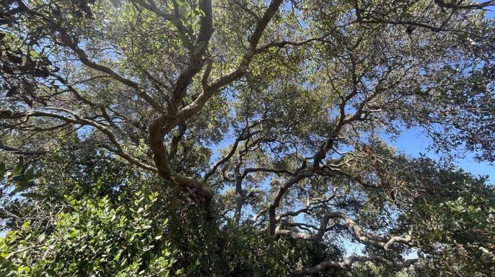 oak