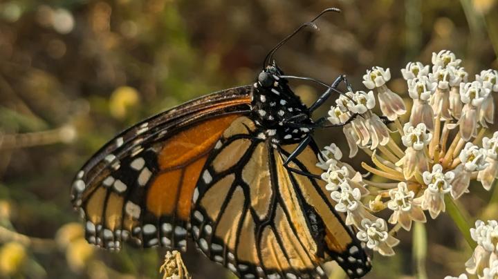 monarch on milkweed