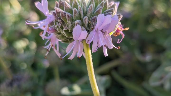 Purple Sage