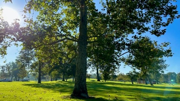 Tree at Mason Park