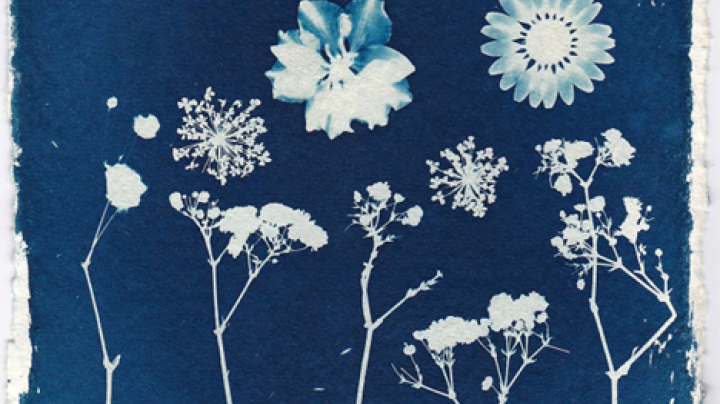 Blue cyanotype print of flowers
