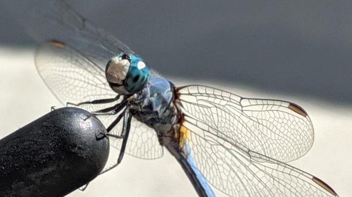 Dragonfly