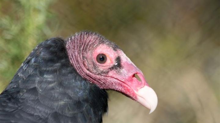 OC Zoo vulture