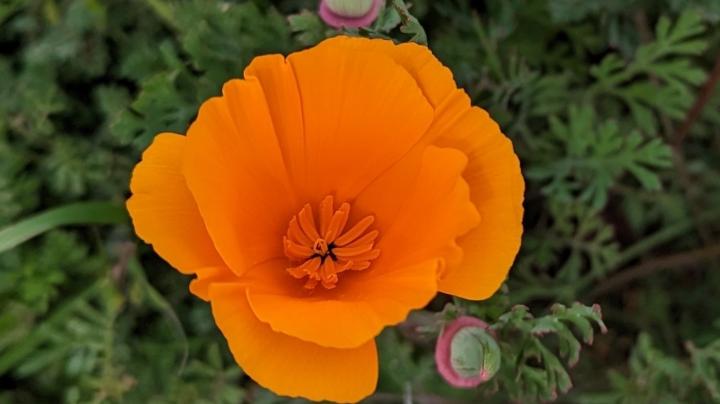 CA Poppy