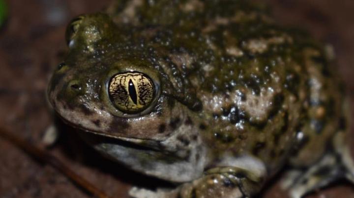 Spadefoot