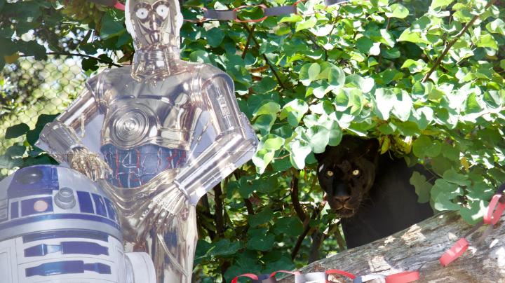 Jaguar poses at OC Zoo. 