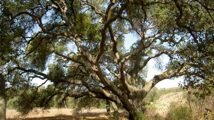 Oak Tree on the Hike