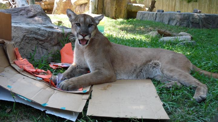 Mountain lion enrichment