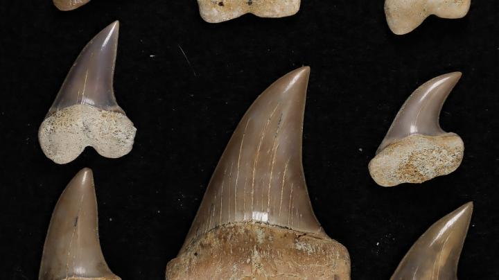 isurus shark teeth 