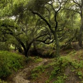 Densely wooded area with a small winding creek