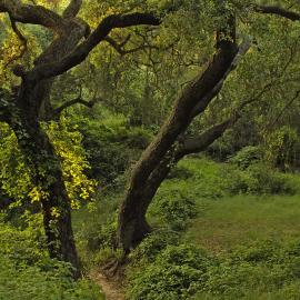 Lush green canyon with coast live oak trees