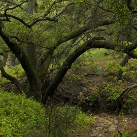 Coast live oak trees over a trail