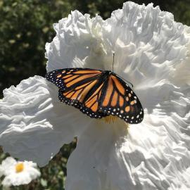 Monarch butterfly sits on a white poppy