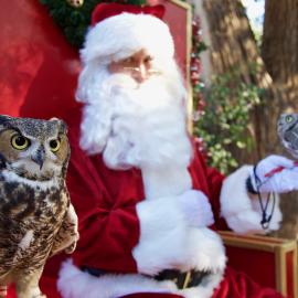 Christmas at the OC Zoo Santa with owl
