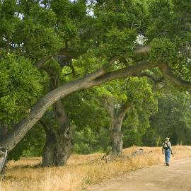 A hiker and an Oak Tree in Weir Canyon
