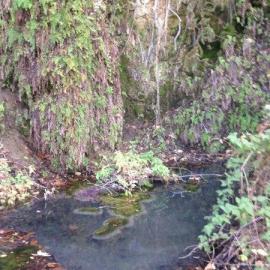 Dripping springs water feature in Limestone Canyon