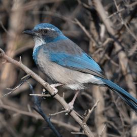 bird western scrubjay