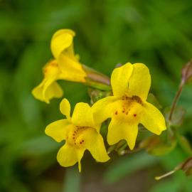 seep monkey flower 