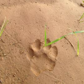 Animal tracks on the trail.