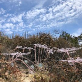Chalk Dudlya on the Mesa Loop Trail