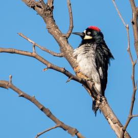 fauna bird acorn woodpecker