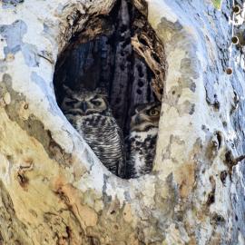 Great Horned Owls birds