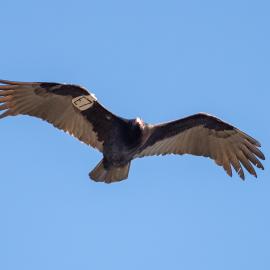 turkey vulture bird