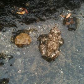 amphibian western toad