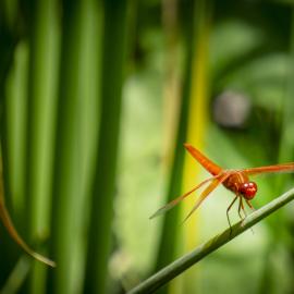 flame skimmer