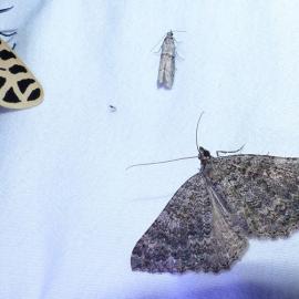 Nighttime Bugs, Augustine Staging Area in Limestone Canyon