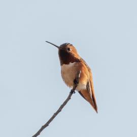 Allen's Hummingbird Gizella Nyquist Bird