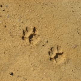 Explore Weir Canyon, Animal Signs and Tracks