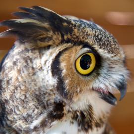 OC Zoo's great horned owl