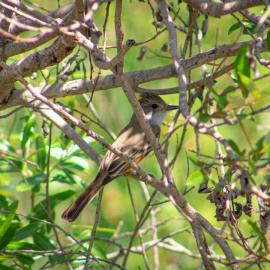 Bird Walk at Dilley Preserve