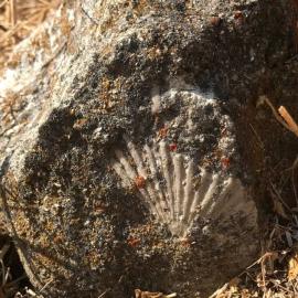 Geology Hike at Willow