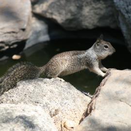 ground squirrel