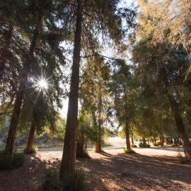 Carbon Canyon Redwoods