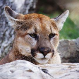 oc zoo mountain lion