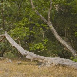 Tecate Cypress and Coast Live Oak Stewardship Day