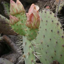Nature’s Grocery Store