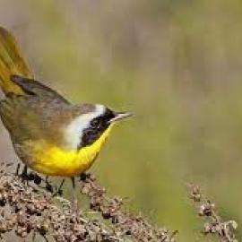 Birds of Fremont Canyon