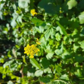 Mustard Clark Park