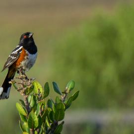 spotted Towhee