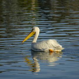 American White Pelican, Mile Square Regional Park 