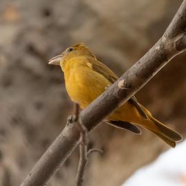 summer tanager, female