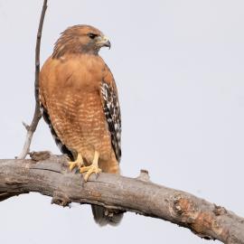 red shouldered hawk