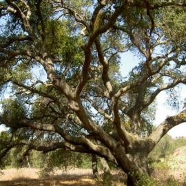 Baker Meadow Oak Planting Stewardship
